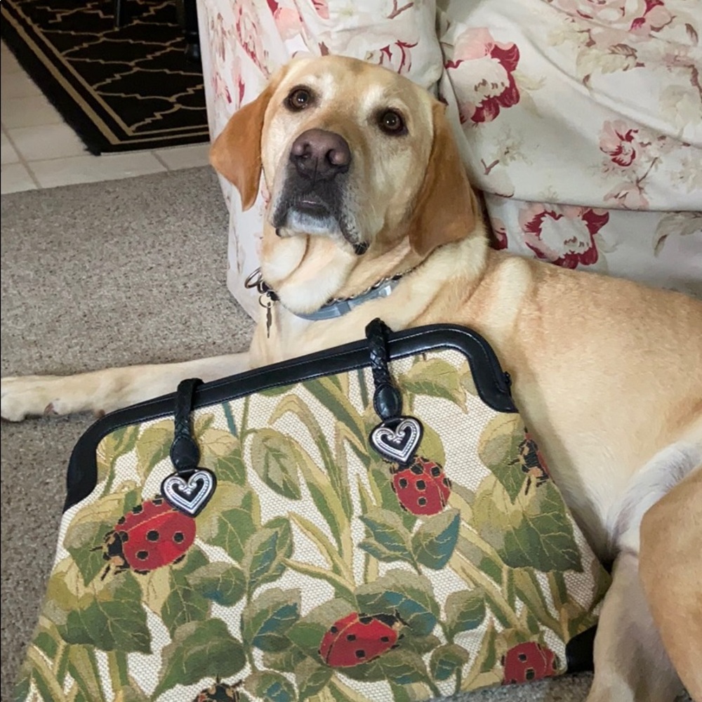 Brighton lady bug bag